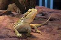 Bartagame im Terrarium